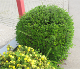 Gartenplege Tettnang von Reiner Braitmaier Ein schöner Garten ist wie eine Visitenkarte. Die Gartenpflege von Braitmaier aus Tettnang ist ideal für Ihre Sträucher und Grünflächen.
