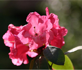 Fahren Sie beruhigt in den Urlaub. Das Team von Rund um's Haus aus Tettnang kümmert sich um Ihren Blumen in Haus und Garten.